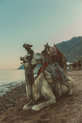 Fototapeta premium Camel on the beach in Dahab at Sinai, Egypt