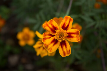 Close up beautiful Marigold flower. Tagetes background, wedding card.