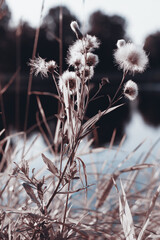 Flowers and grass in autumn, sepia and blue