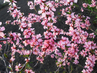 pink and white flowers
