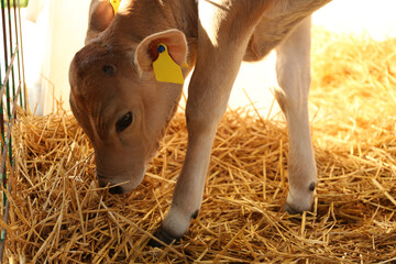 Pretty little calf eating hay on farm. Animal husbandry