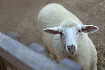 Cute funny sheep on farm. Animal husbandry