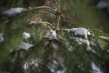 Nadelbaum mit Schnee im Winter