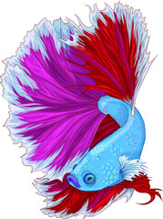 Fototapeta premium Realistic dragon fish. Fighting fish vector illustration. Koi fish in blue, red and pink colors for games, background, pattern, decor. Print for fabrics and other surfaces.