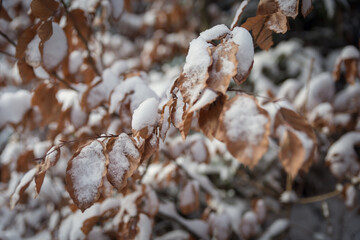 Verschneites Laub im Wald