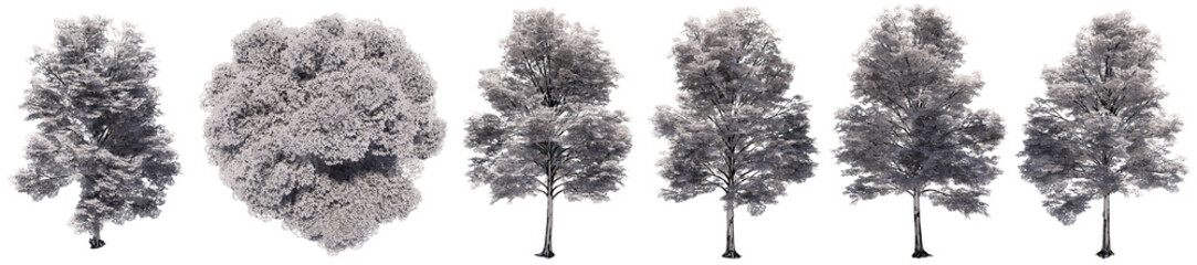 Set or collection of drawings of Elm trees isolated on white background . Concept or conceptual 3d illustration for nature, ecology and conservation, strength and endurance, force and life