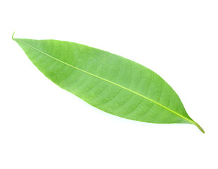 Fototapeta premium Fresh green plum mango leaves isolate on a white background.