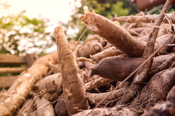 Cassava plants and cassava plants are prepared to be sold.
