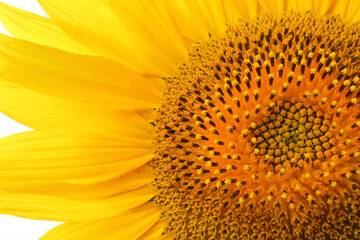 Beautiful bright yellow sunflower as background, closeup