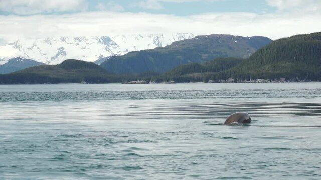 Steller Sea Lions Diving into Water with Snowy Mountains in the Background of Inian Islands, Southeast Alaska