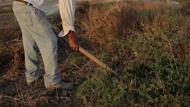 Country man wearing jeans slashes the bush with a pick mattock under a sunset light.