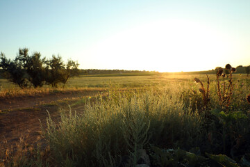 Beautiful field at sunrise. Early morning landscape