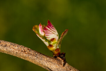 flowering vineyards ribeiro, wines