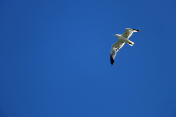 Seagull flying on a clear blue sky