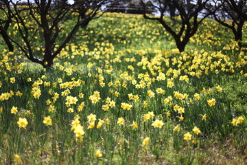 水仙の花園