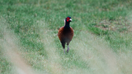 A wild phasant, with beautiful red, blue and orange colors, walks in the beautiful protected nature reserve the Oerd on the Wadden island of Ameland in the Netherlands