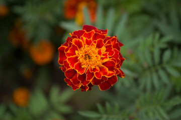 Close up beautiful Marigold flower. Tagetes background, wedding card.