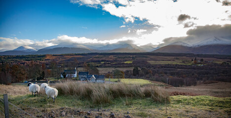 Fototapeta premium Scottish Highlands in fall. Rural view with sheep, house and mountains. Mountain peaks with snow. Blue sky with clouds. panorama view.
