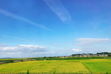 Fototapeta na wymiar 広がる青い空と黄色い畑
