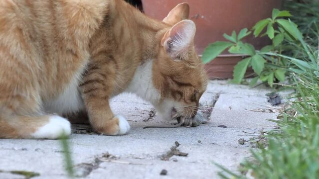 Ginger Domestic Cat Chewing On Dead Mouse's Leg