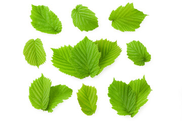 hazelnut leaves isolated on white background. top view