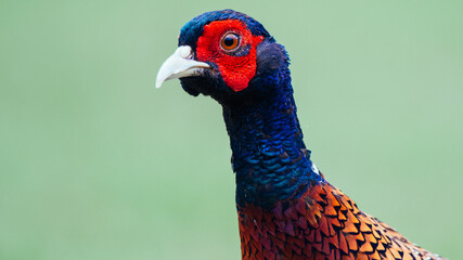 Close up of a wild phasant, with beautiful red, blue and orange colors, in the beautiful protected nature area Het Oerd on the Wadden island of Ameland in the Netherlands