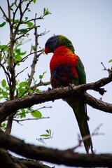 Rainbow lorikeet feeding in a Sydney Park Australia