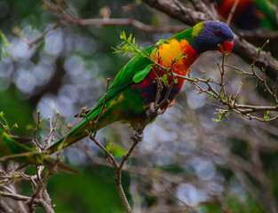 Rainbow lorikeet feeding in a Sydney Park Australia