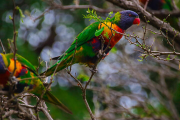 Rainbow lorikeet feeding in a Sydney Park Australia
