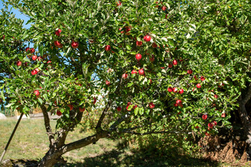 Fototapeta na wymiar red apple tree, Nacka, Stockholm, Sverige, Sweden