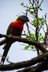 Rainbow lorikeet feeding in a Sydney Park Australia