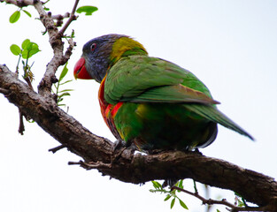 Rainbow lorikeet feeding in a Sydney Park Australia