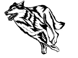Wolf's face © belapamungkas1