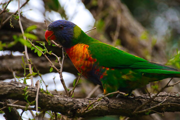 Rainbow lorikeet feeding in a Sydney Park Australia
