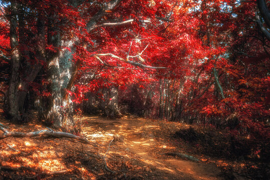 On the top of the Agion Oros (Athos Mountain) in Greece. Mountain landscape and tranquil nature.