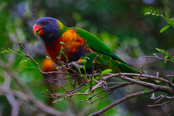 Rainbow lorikeet feeding in a Sydney Park Australia