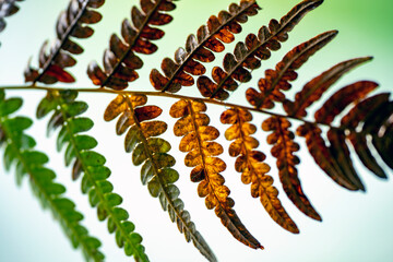 fern at autumn, Nacka, Stockholm, Sverige, Sweden