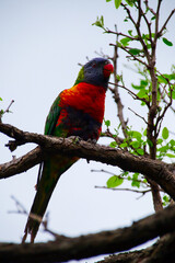 Rainbow lorikeet feeding in a Sydney Park Australia