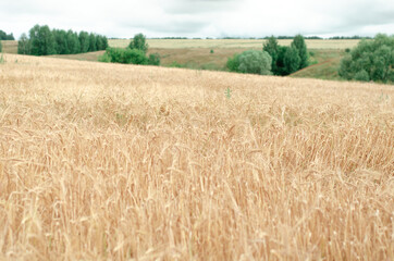 Field of ripe wheat. Autumn harvest concert. Natural background and texture.
