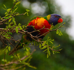 Rainbow lorikeet feeding in a Sydney Park Australia