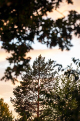 sunset in the woods, Nacka, Stockholm, Sverige, Sweden