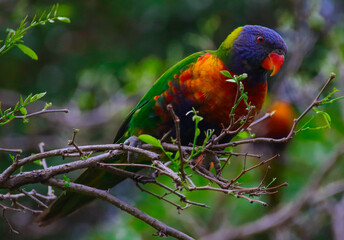 Rainbow lorikeet feeding in a Sydney Park Australia