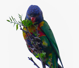 Rainbow lorikeet feeding in a Sydney Park Australia