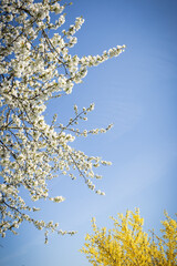 Kirschblüte im Frühling