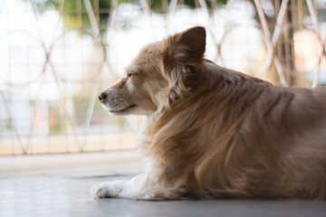 Obraz premium PERRO DOG