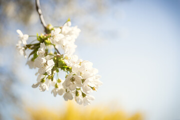 Kirschblüte im Frühling
