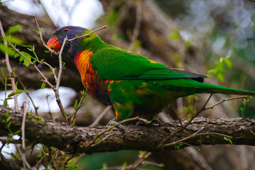 Rainbow lorikeet feeding in a Sydney Park Australia