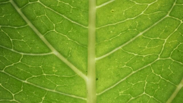 Cell Structure View of Leaf Surface Showing Plant Cells For Education. Leaf in Macro Shot Background. Bright Green Leaves of Plant or Tree With Texture and Pattern Close Up.