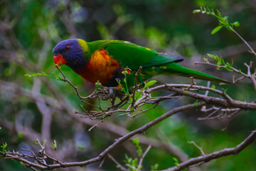 Rainbow lorikeet feeding in a Sydney Park Australia