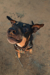 A black dog's muzzle trying to catch treat 